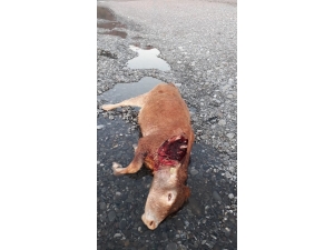 Cide’de Ayı Büyükbaş Hayvanı Telef Etti