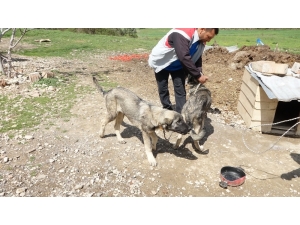 Havuza Düşen Kangal Köpeğini, Kardeşi Kurtardı