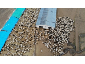 Koyun Ve Kuzuların Renkli Buluşması