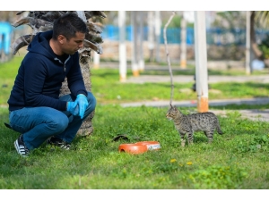 Muratpaşa’dan Sokak Hayvanlarına Mama Desteği