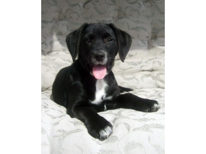 Kayıp Köpeğini Bulana Bin Tl Ödül Verecek