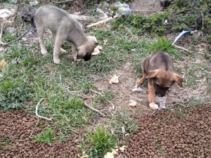 Hayvanseverlerden Sokak Hayvanları İçin Yardım Çağrısı