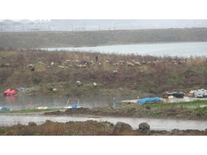 Trabzon’da Boş Kalan Sahiller Koyun Sürüsüne Kaldı