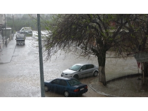 Araçlarını Ağaçların Altında Doludan Korudular