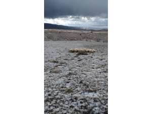 Doluya Yakalanan Sürü Sahibi Zor Anlar Yaşadı