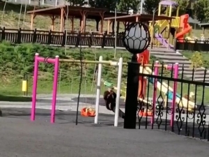 Eşek Sıpasıyla Salıncakta Keyfi Yaptı