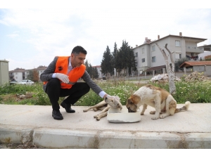 Menderes’te Sokak Hayvanları Unutulmadı