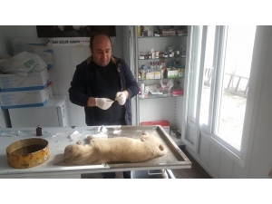 Arabanın Çarpıp Yaraladığı Köpeği Tedavi Ettirdiler