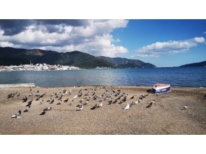 Sahiller Güvercin Ve Martılara Kaldı