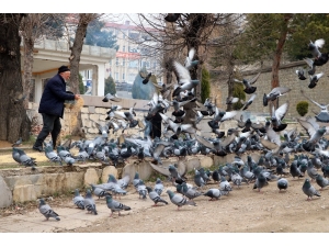 Korona Virüs Güvercinleri De Etkiledi