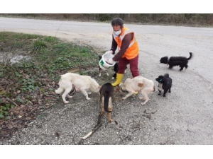 Düzce Belediyesi Sokak Hayvanlarını Unutmadı