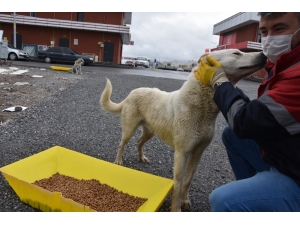 Kocasinan Belediyesi’nden Sokak Hayvanlarına Yem Ve Mama Takviyesi