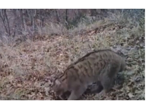 Bilecik’te İlk Kez Görüntülendi