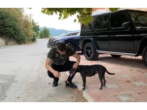 Tan Sipahi: "Korona Virüs Sokaktaki Canlarımızı Da Etkiliyor"