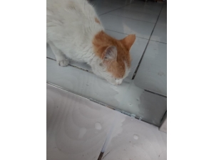 İş Yerinde Mahsur Kalan Kediyi Gençler Besledi