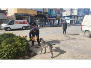 Dalaman Belediyesinden Sokak Hayvanlarına Mama Desteği
