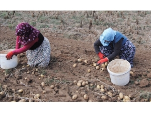 Sivas Patates Üretiminde 10’uncu Sırada