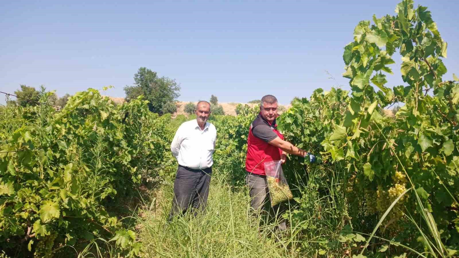 manisa-da-uzum-baglarinda-hasat-oncesi-pestisit-denetimi