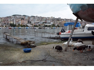 Destek İstediği Ördeklerin Bakımını Belediye Yapıyor