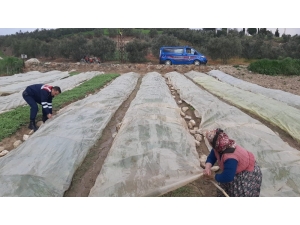 Jandarma Kolları Sıvadı, Tarlada Yaşlı Teyzeye Yardım Eli Uzattı