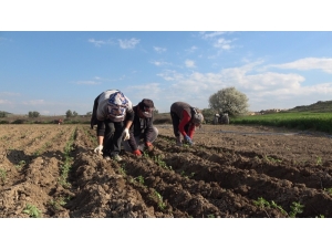 Denizli’den Dünyaya Dağıtılacak Kekikler Ekilmeye Başlandı