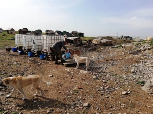 Dilovası’nda Sokak Hayvanları Unutulmuyor