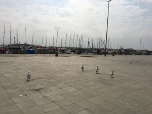 Vatandaş Evinden Çıkmadı, Sahiller Martılara Kaldı