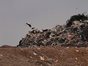Leylekler Yiyecek İçin Çöplükte Mola Verdi
