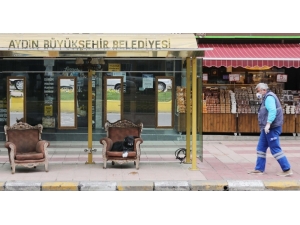 Duraktaki Koltuğu Kendisine Yuva Yaptı