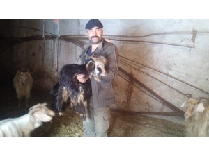 Siirt’te Kar Yağışı Hayvan Sahiplerini Vurdu