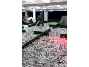 Çanakkale’de 15 Ton Hamsi Yakalandı