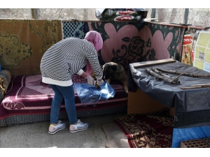 Hitit Üniversitesi, Koruma Altına Aldığı Köpekleri Unutmadı