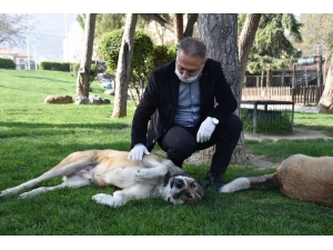 Büyükşehir Sokak Hayvanlarını Unutmuyor