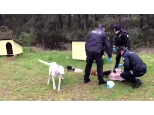Polis Ekipleri, Sokak Hayvanlarını Elleriyle Besledi