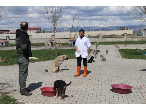 Dkmp Muş Şubesi Tarafından Hayvan Barınakları Denetlendi