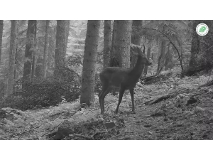 Nesli Tükenen Vaşak Ve Kızıl Geyik Foto Kapanla Görüntülendi