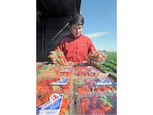 C Vitamininin "Efendisi" Çilek