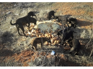 Herkes Evine Kapanmışken Onlar Sokak Hayvanları İçin Dışarıda
