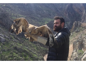 Şırnak’ta Tedavi Edilen Şahinler Doğaya Bırakıldı