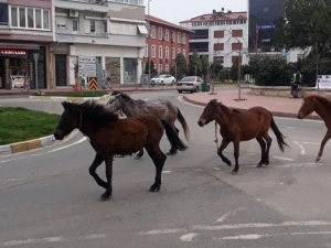 Tekirdağ’da Koronayı Fırsat Bilen Atlar Sokağa İndi