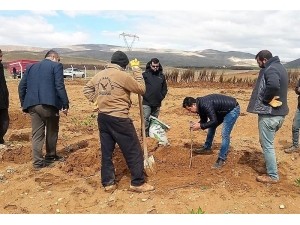 Yazıhan’da Trabzon Hurması Bahçesi Kuruluyor