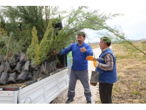 Haliliye’yi Yeşillendirme Çalışmaları