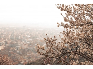 Çiçek Açan Badem Ağaçları Bu Zor Günlerde Umut Oldu
