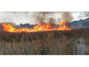 Sazlık Alan Alev Alev Yandı