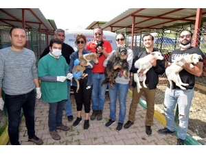 Kozan’da Birbirini Yiyen Köpeklere Çukurova Sahip Çıktı