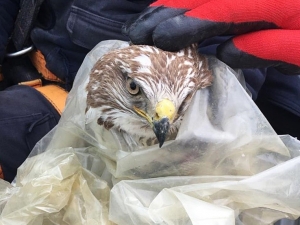 Yaralı Şahin Tedavi Altına Alındı