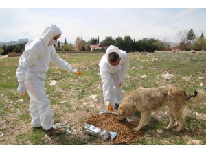 Şanlıurfa’da Sokak Hayvanları Unutulmadı