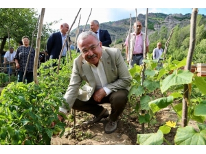 Ordu’da Büyükşehir’den Üreticilere Tam Destek