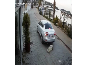 Böyle Vicdansızlık Görülmedi