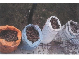 İzinsiz Salyangoz Toplayan 5 Kişiye 10 Bin Lira Para Cezası